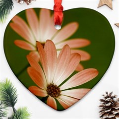 Osterspermum Heart Ornament