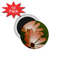 Osterspermum 1 75  Button Magnet (10 Pack) by Siebenhuehner