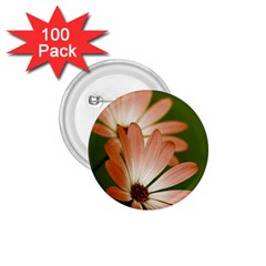 Osterspermum 1 75  Button (100 Pack)