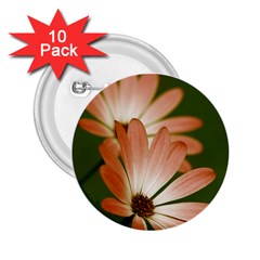 Osterspermum 2 25  Button (10 Pack)