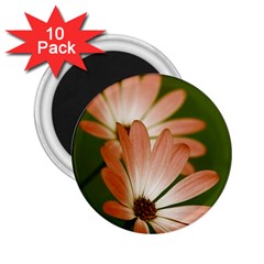 Osterspermum 2 25  Button Magnet (10 Pack) by Siebenhuehner