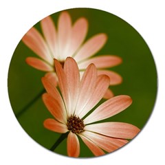 Osterspermum Magnet 5  (round) by Siebenhuehner