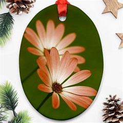 Osterspermum Oval Ornament (two Sides) by Siebenhuehner