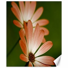 Osterspermum Canvas 8  X 10  (unframed) by Siebenhuehner