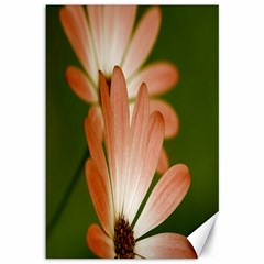 Osterspermum Canvas 12  X 18  (unframed) by Siebenhuehner