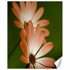 Osterspermum Canvas 16  X 20  (unframed)