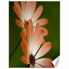 Osterspermum Canvas 18  X 24  (unframed) by Siebenhuehner