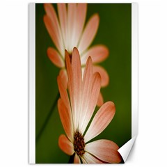 Osterspermum Canvas 20  X 30  (unframed) by Siebenhuehner