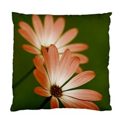 Osterspermum Cushion Case (two Sided)  by Siebenhuehner