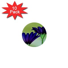 Osterspermum 1  Mini Button (10 Pack)