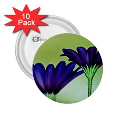 Osterspermum 2 25  Button (10 Pack)