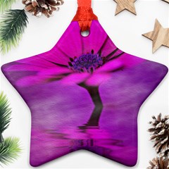 Osterspermum Star Ornament by Siebenhuehner