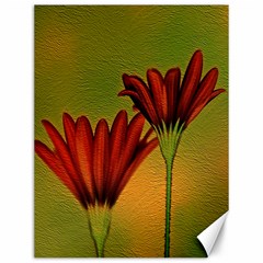 Osterspermum Canvas 12  X 16  (unframed) by Siebenhuehner