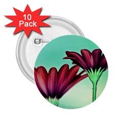 Osterspermum 2 25  Button (10 Pack)