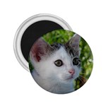 Young Cat 2.25  Button Magnet Front