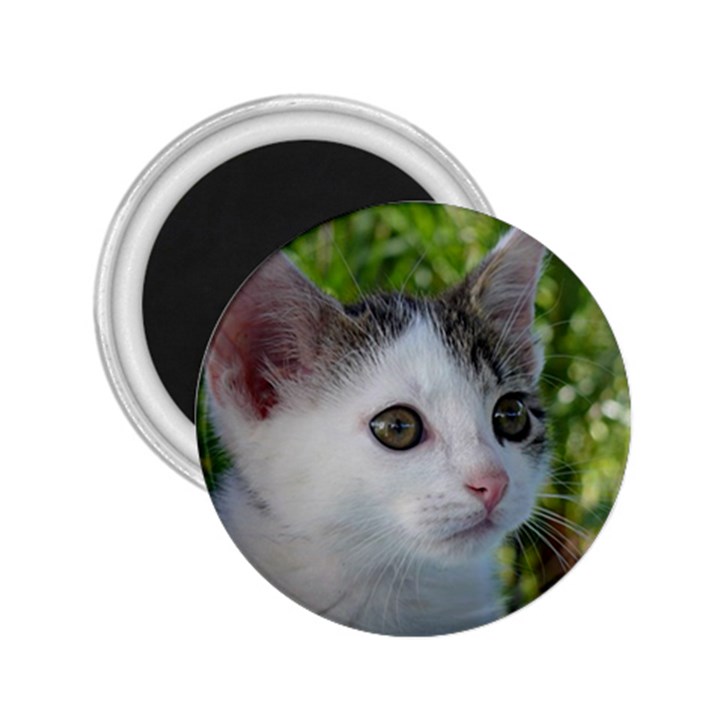 Young Cat 2.25  Button Magnet