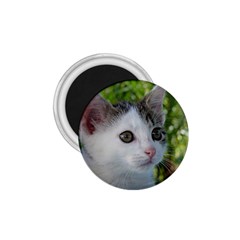 Young Cat 1 75  Button Magnet by Siebenhuehner