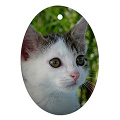 Young Cat Oval Ornament by Siebenhuehner