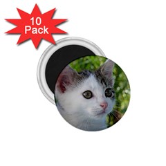 Young Cat 1 75  Button Magnet (10 Pack) by Siebenhuehner