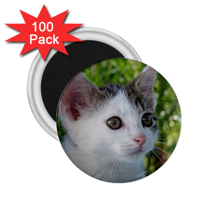 Young Cat 2.25  Button Magnet (100 pack)