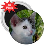 Young Cat 3  Button Magnet (10 pack) Front