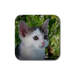 Young Cat Drink Coaster (square) by Siebenhuehner