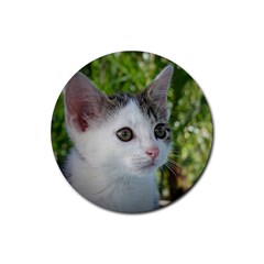 Young Cat Drink Coasters 4 Pack (round) by Siebenhuehner