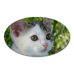 Young Cat Magnet (oval) by Siebenhuehner