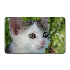 Young Cat Magnet (rectangular) by Siebenhuehner