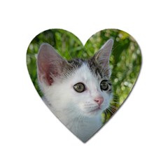 Young Cat Magnet (heart) by Siebenhuehner