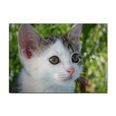 Young Cat A4 Sticker 100 Pack by Siebenhuehner