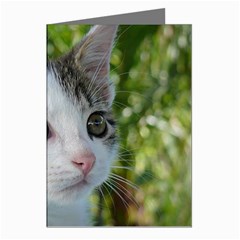 Young Cat Greeting Card (8 Pack)