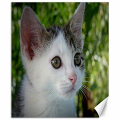 Young Cat Canvas 8  X 10  (unframed) by Siebenhuehner