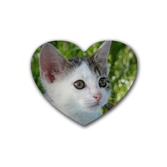 Young Cat Drink Coasters (heart)