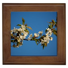 Cherry Blossom Framed Ceramic Tile