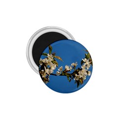 Cherry Blossom 1 75  Button Magnet