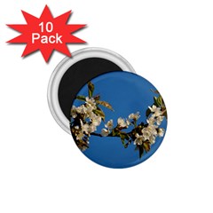 Cherry Blossom 1 75  Button Magnet (10 Pack)