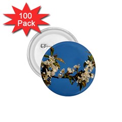 Cherry Blossom 1 75  Button (100 Pack)