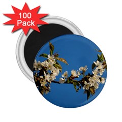 Cherry Blossom 2 25  Button Magnet (100 Pack) by Siebenhuehner