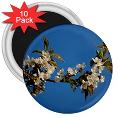 Cherry Blossom 3  Button Magnet (10 Pack) by Siebenhuehner