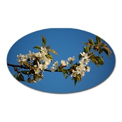 Cherry Blossom Magnet (oval)