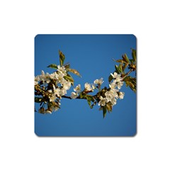 Cherry Blossom Magnet (square)