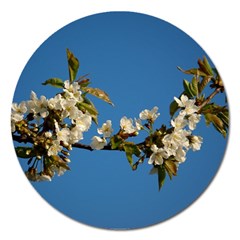 Cherry Blossom Magnet 5  (round) by Siebenhuehner