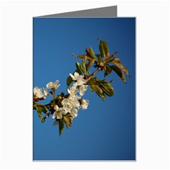 Cherry Blossom Greeting Card