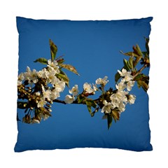 Cherry Blossom Cushion Case (two Sided)  by Siebenhuehner