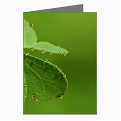 Drops Greeting Card (8 Pack) by Siebenhuehner