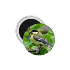 Songbird 1 75  Button Magnet