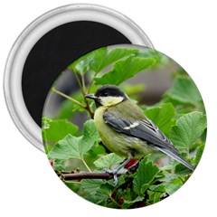 Songbird 3  Button Magnet