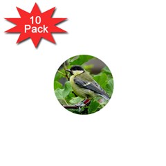 Songbird 1  Mini Button (10 Pack)