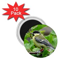 Songbird 1 75  Button Magnet (10 Pack)